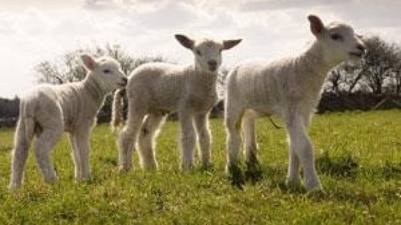 A little lamb – Awww!