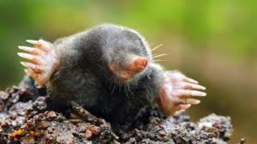 How do pipes get damaged?