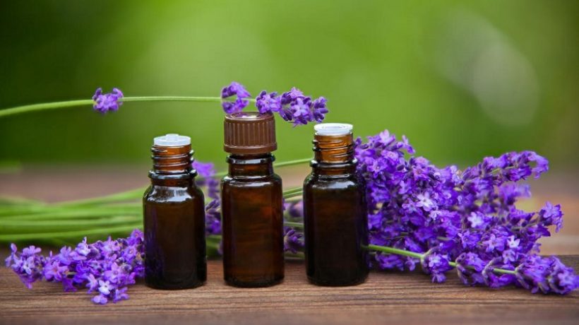 Lavender essential oil: benefits and uses