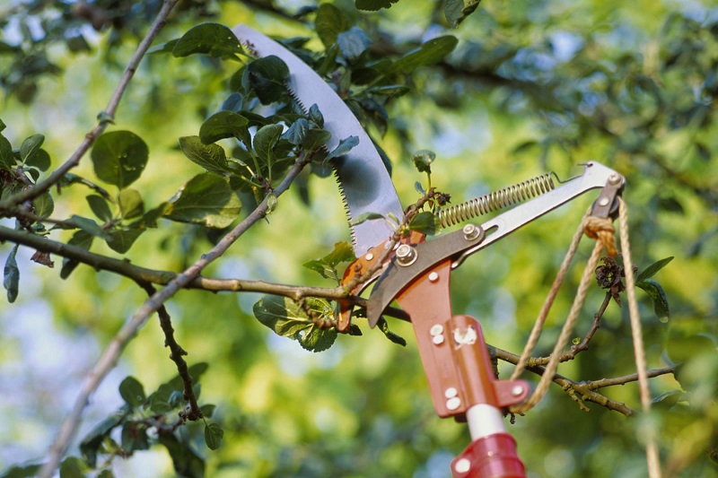 Basic tools for beginner gardeners