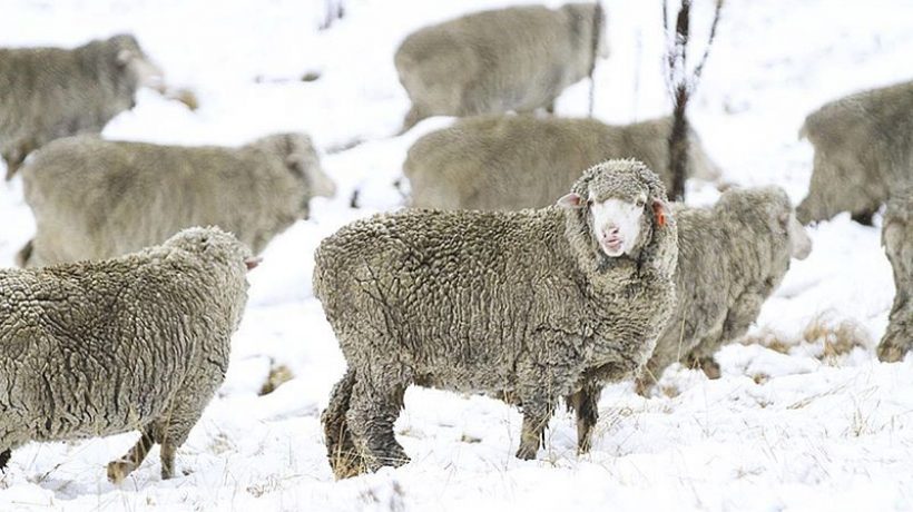 What is merino wool and what are its advantages?