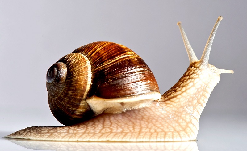 WHAT DO SNAILS EAT