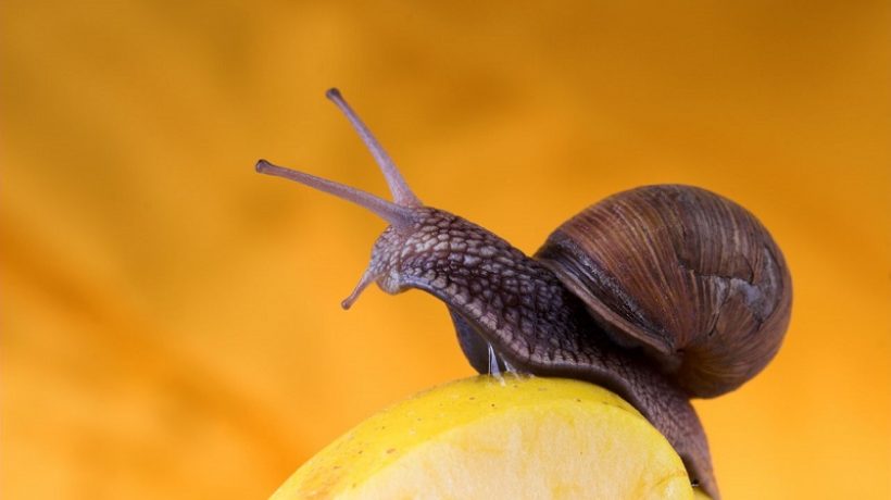 WHAT DO SNAILS EAT?