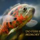 Do fish have memory