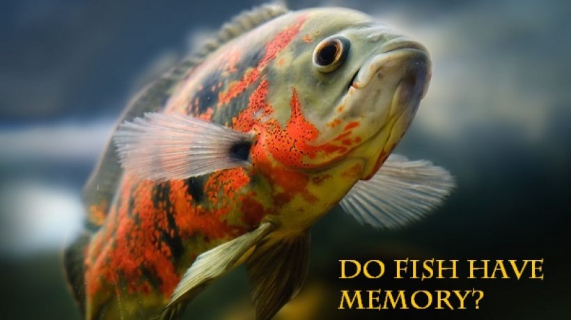 Do fish have memory?