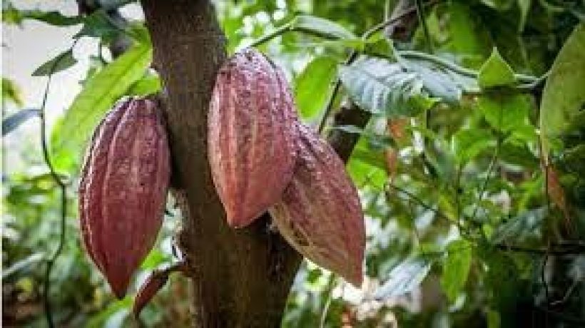 A Few Things that Came from the Ancient Culture of the Aztecs and Mayans