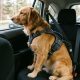 Golden Retriever wearing a dog car harness in the backseat of a car.
